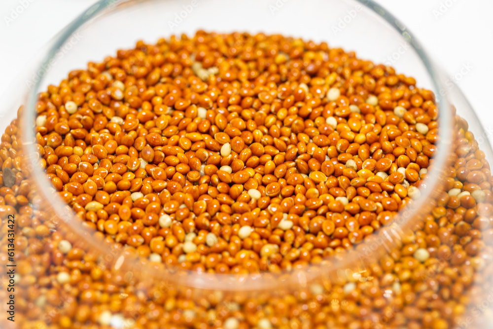 Close-up of millet seeds in a glass jar. It is also known as millet kodo, ragi, nachani. Close-up of millet seeds in a glass jar. It is also known as millet kodo, ragi, nachani.