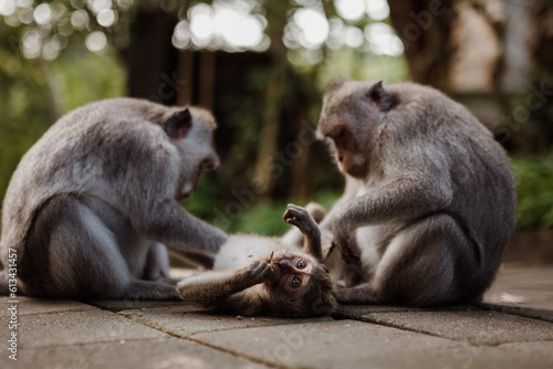 Family of long-tailed macaque at Uluwata temple in Bali, Indonesia © Brayden
