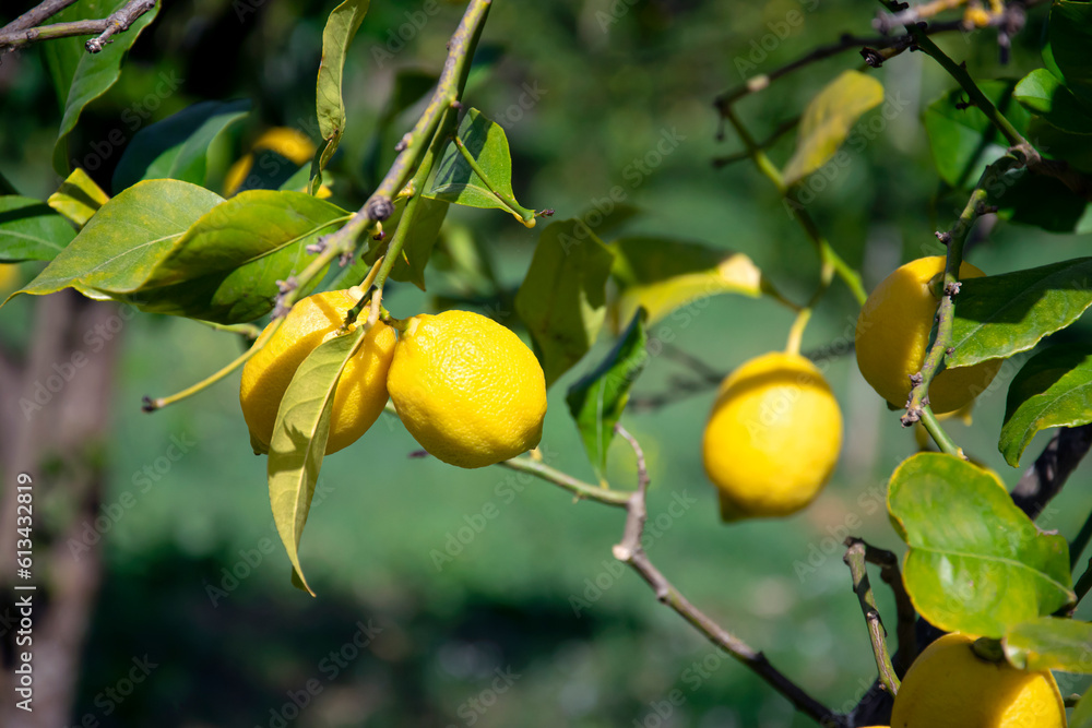 Fresh lemons harvesting, citrus tree close up.