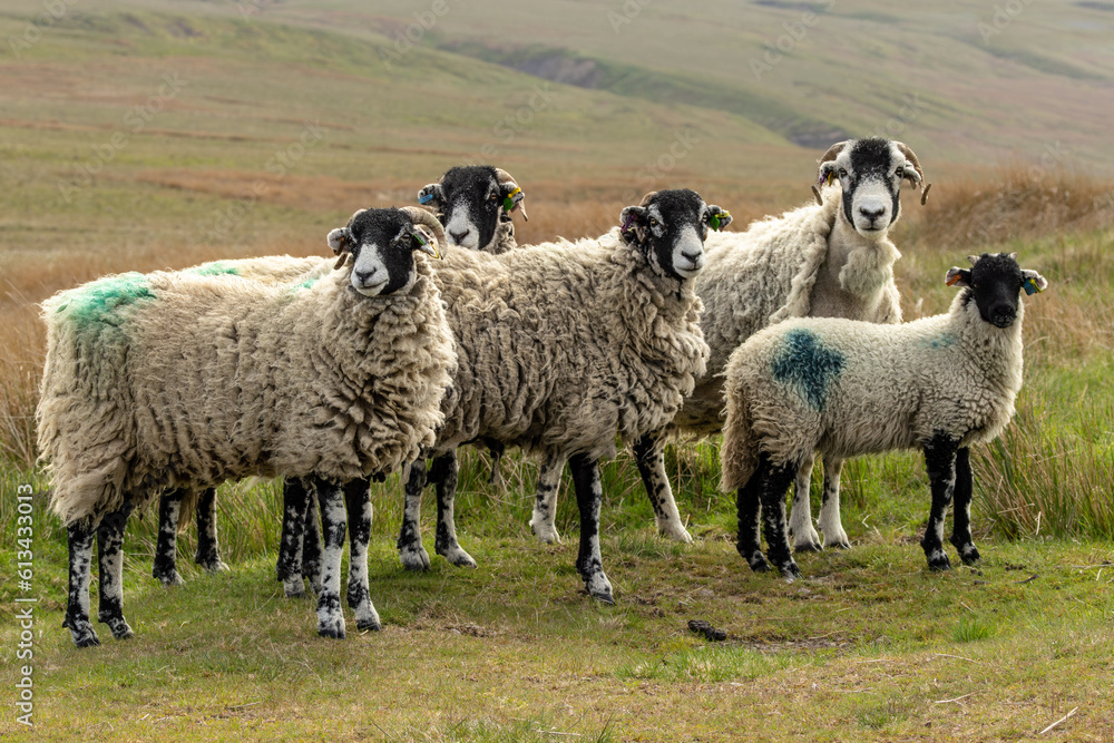 Swaledale sheep free roaming on managed grouse moorland in the Yorkshire Dales, UK. Four ewes and one well grown lamb. Facing forward. Horizontal. Copy space Swaledale sheep free roaming on managed grouse moorland in the Yorkshire Dales, UK. Four ewes and one well grown lamb. Facing forward. Horizontal. Copy space