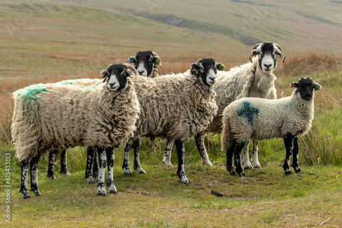 Fotografie, Obraz Swaledale sheep free roaming on managed grouse moorland in the Yorkshire Dales, UK