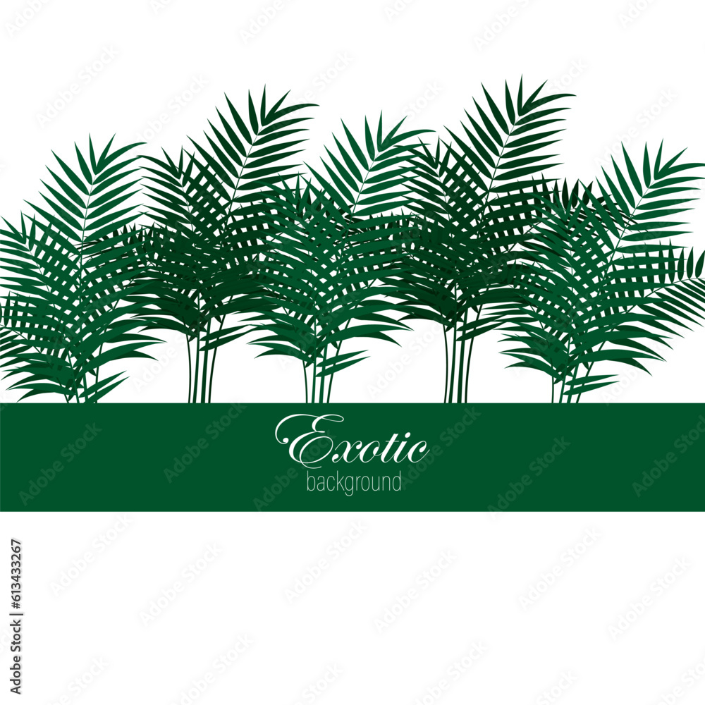 Palm leaves vector on white background, exotic abstract palm leaves