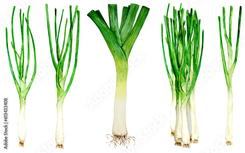 Leek, whole stalks of shallots, green onions. Watercolor hand drawn illustration isolated on transparent background. Green culinary herbs. Spices for mediterranean cuisine.