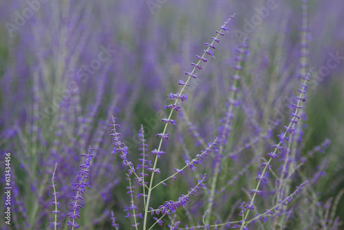 Blooming purple closeup flowers of lavender in the field with blurred background, tender colorful landscape of summer Provence, floral seasonal wallpaper