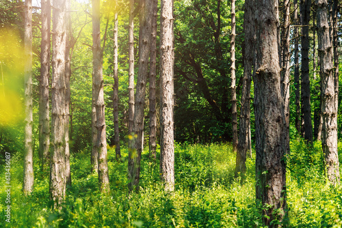 Environmental conservation  Background of green forest in summer  natural parkland  tree trunks.