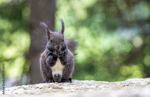 A cute brown red squirrel on a rock against a blurred background