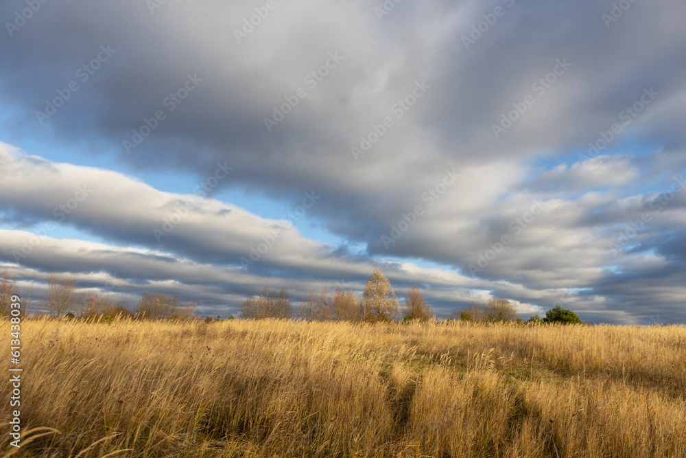 Plants and trees on the field in Autumn