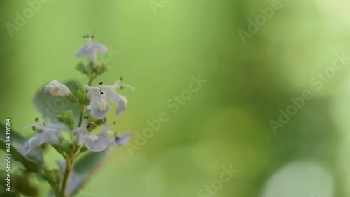 Wallpaper Mural Vitex rotundifolia flowers on nature background. Torontodigital.ca