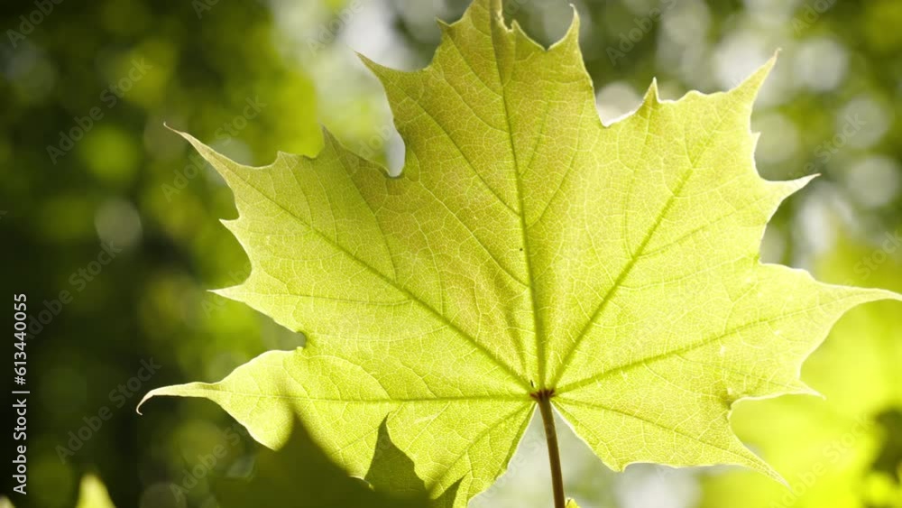 A maple leaf swaying in the wind. The sun is flaring as the leaf moves.