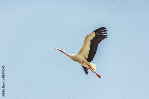 White stork bird (Ciconia ciconia) in flight
