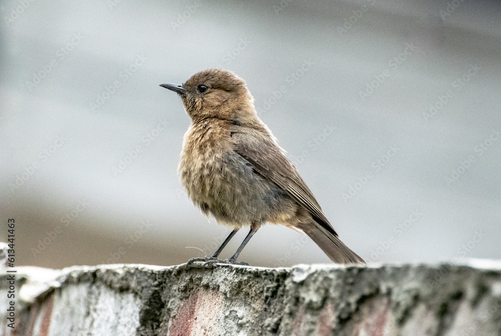 Fototapeta premium Indian brown rock chat bird