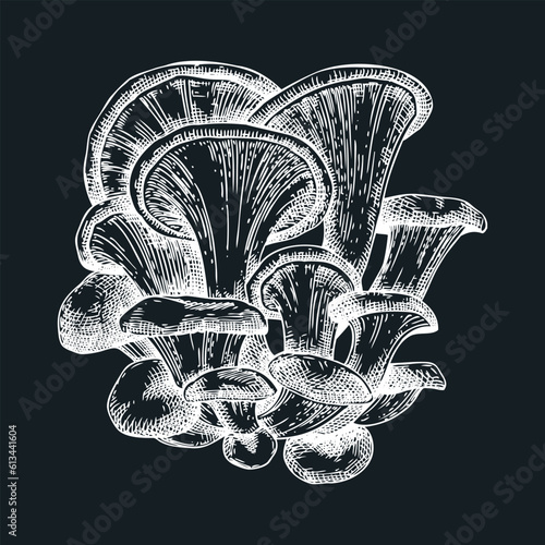 Oyster mushroom sketch. Hand drawn edible fungus illustration. Fungal protein, mycoprotein source, plant-based product ingredient, healthy food design element. Forest plant on chalkboard