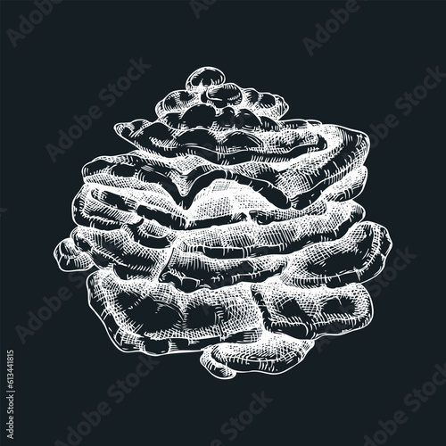 Chicken mushroom sketch. Edible fungus illustration on chalkboard. Fungal protein, mycoprotein, plant-based product ingredients, healthy food design element. Sulphur shelf mushroom drawing