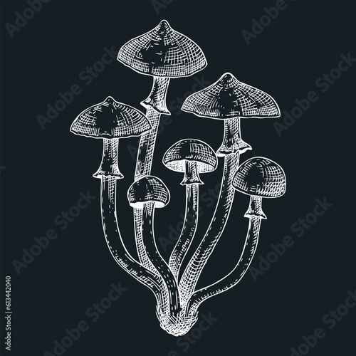 Autumn skullcap mushroom sketch. Poisonous plants drawing on chalkboard. Deadly fungus vector illustration, Galerina, forest plant in vintage style.