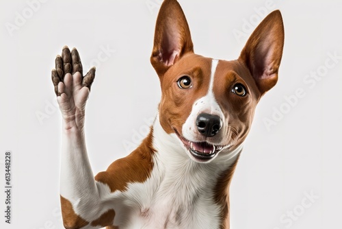 Adorable brown and white basenji dog smiling and giving a high five isolated on white, hyperrealism, photorealism, photorealistic