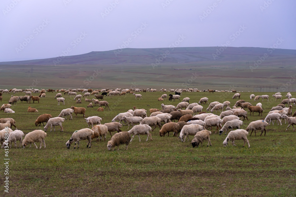 Flock of sheep grazes on a green field against the background of mountains on a cloudy day. Lots of white fluffy sheep on a green field