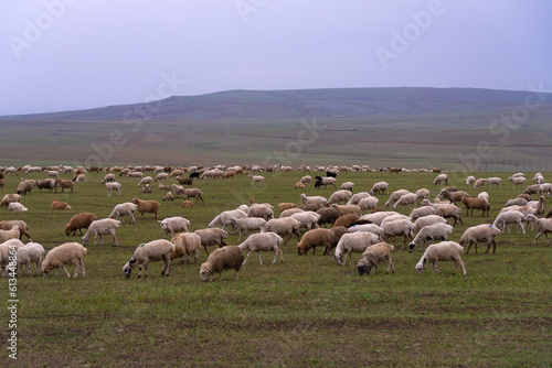 Flock of sheep grazes on a green field against the background of mountains on a cloudy day. Lots of white fluffy sheep on a green field