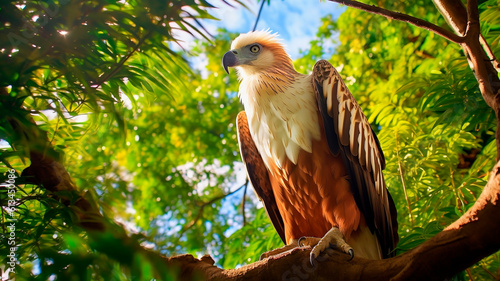 Philippine Eagle (Pithecophaga jefferyi) perched gracefully on a branch in the forest. Generative AI. photo