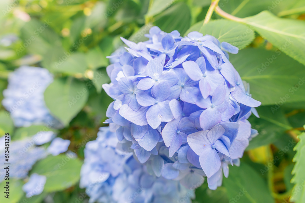 鎌倉　紫陽花が咲く6月の明月院
