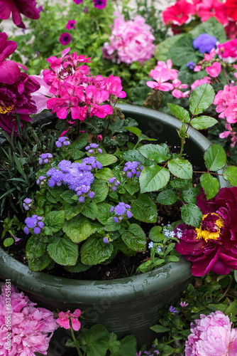 Fototapeta Naklejka Na Ścianę i Meble -  Colorful flowers in pots and containers outdoors, vivid color potted flowers in home garden, background of cultivated bright flowers