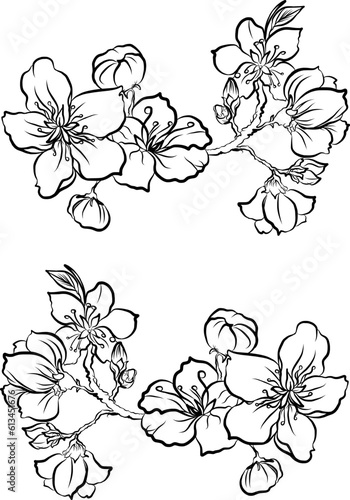 Free hand Sakura flower vector set, Beautiful line art Peach blossom isolate on white background.Cherry blossom illustration set.Element for weding card or printing on backdrop. 
