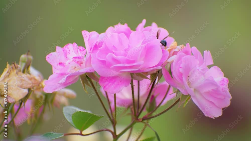 wasp on pink flower peony flower outdoor, wasp, closeup. MacroBeautiful pink peony background. Blooming wasp on pink flower peony flower outdoor, wasp, closeup. MacroBeautiful pink peony background. Blooming