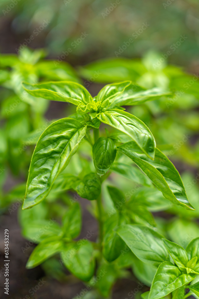 Purple Basil and Green Basil Purple Basil and Green Basil
