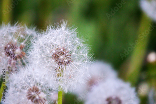  Blooming dandelion white fluffy flower meadow