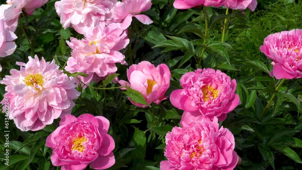 Peony bush blooms with pink flowers in summer in the garden Peony bush blooms with pink flowers in summer in the garden