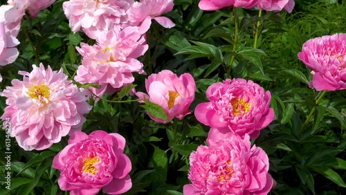 Peony bush blooms with pink flowers in summer in the garden