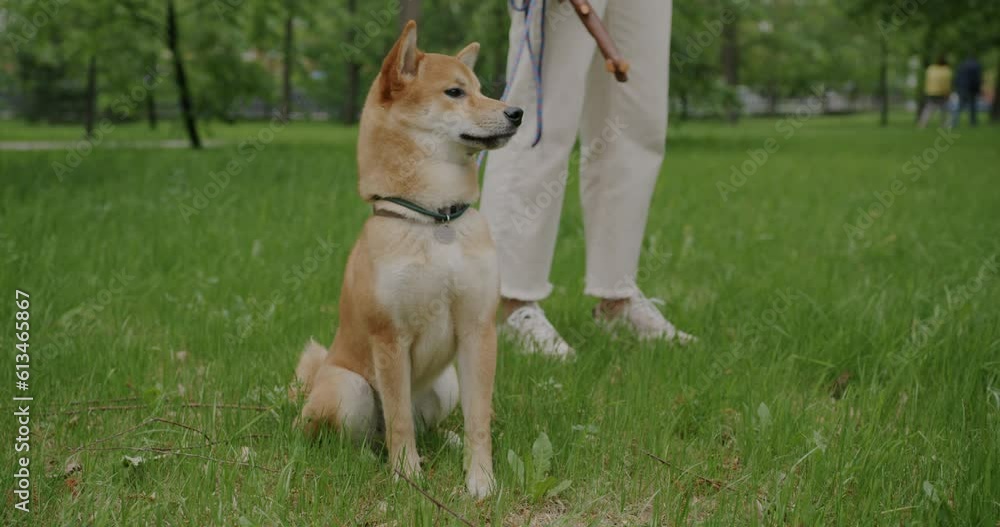 Beautiful shiba inu dog sitting in green grass in park while owner standing in lawn enjoying fresh air on summer day. Domestic animals and nature concept. Beautiful shiba inu dog sitting in green grass in park while owner standing in lawn enjoying fresh air on summer day. Domestic animals and nature concept.