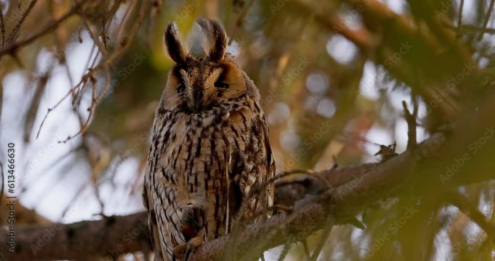 Long-eared owl wildlife bird watching from a pine tree branch in a mystery wood Long-eared owl wildlife bird watching from a pine tree branch in a mystery wood