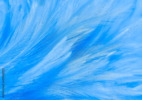 blue feathers background