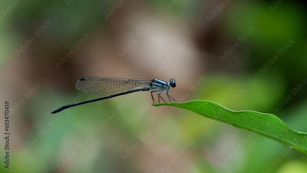 close up of damselflies in the wild close up of damselflies in the wild