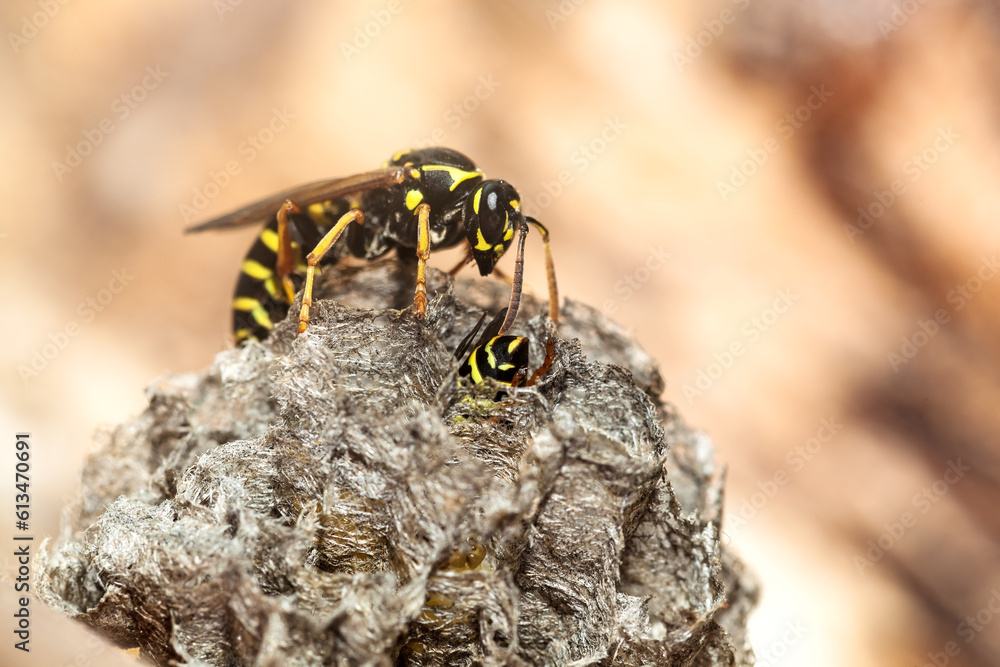 Fotografia Wasp at a wasp nest. Selective focus.