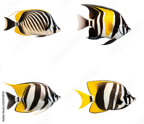 Set of Moorish idol fish on the transparent background PNG. AI generative.