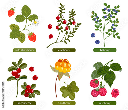 Northern berries set. Lingonberry, cranberry, bilberry, cloudberry, raspberry and wild strawberry vector illustration. Wild forest summer fruits with branches and leaves isolated on white background