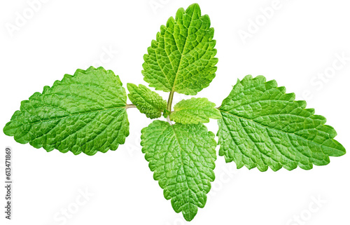 Fresh raw mint leaf or melissa leaves isolated on transparent background. Full depth of field. photo