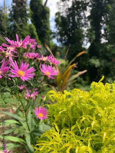 flowers in the garden