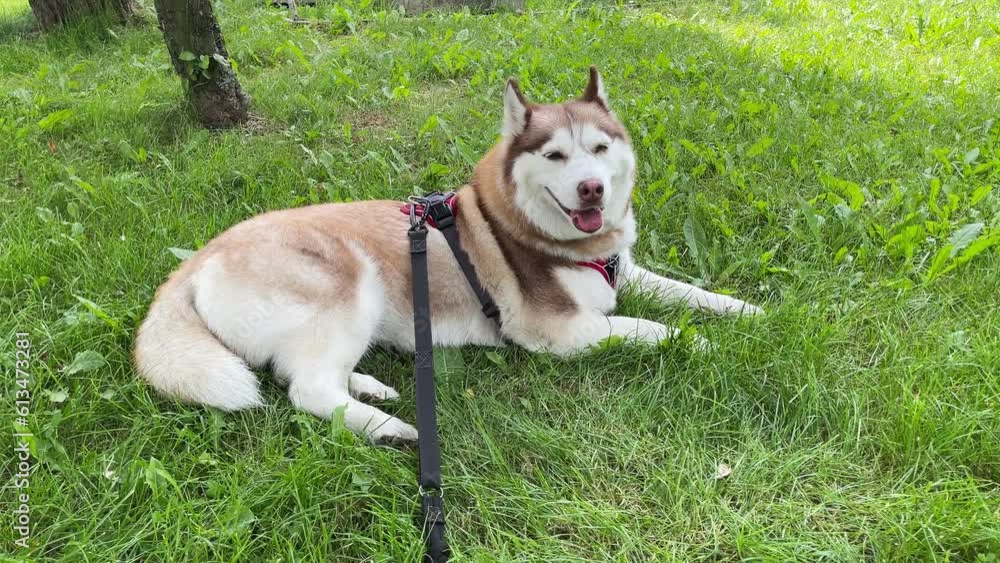 Husky dog lies in the grass. Brown Siberian Husky dog resting on a green lawn. Husky dog lies in the grass. Brown Siberian Husky dog resting on a green lawn.