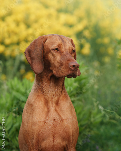Dog on a background of yellow flowers. Portrait of a Hungarian vizsla in nature. Pet outdoor 