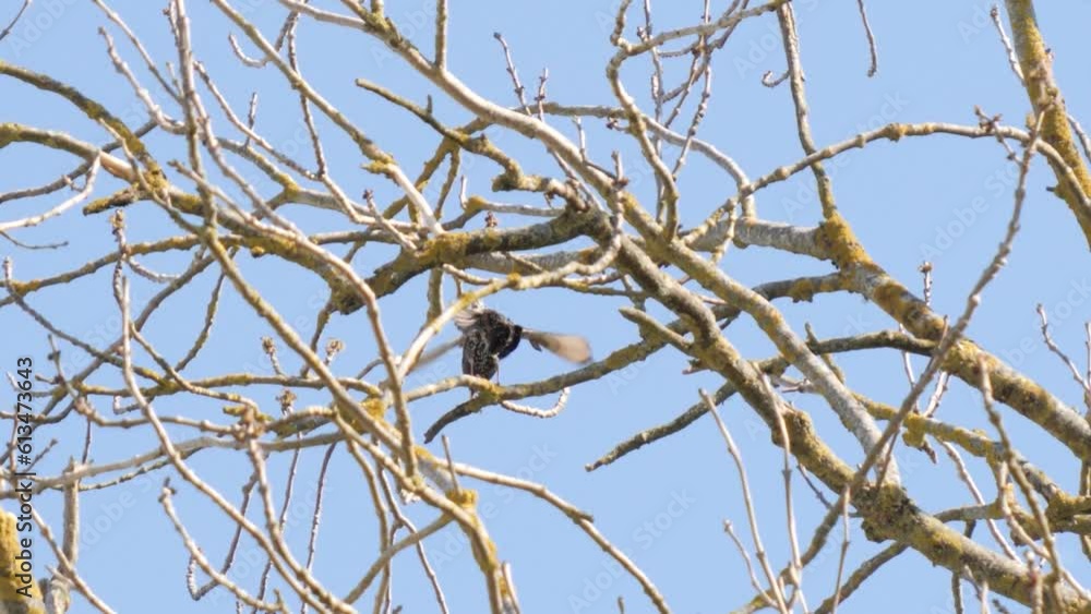Common starling make love on tree branch, static. Common starling make love on tree branch, static.
