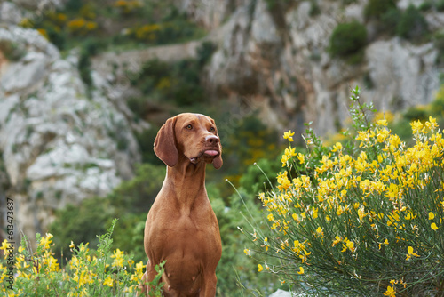 Dog on a background of yellow flowers. Portrait of a Hungarian vizsla in nature. Pet outdoor 