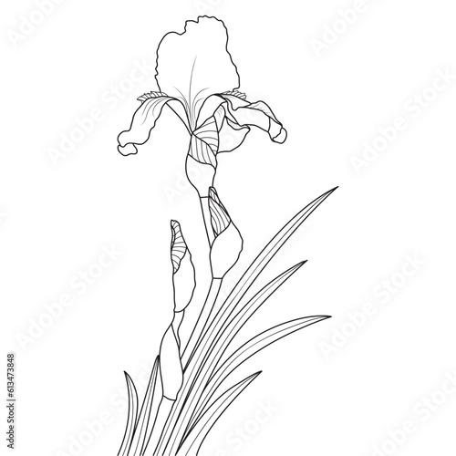 Line art iris flower on white background, vector illustration