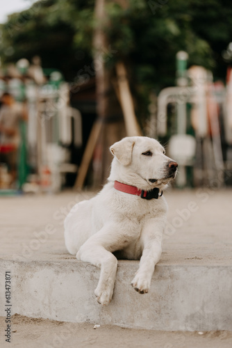 Stray dog on the beach at Seminyak, Bali, Indonesia photo