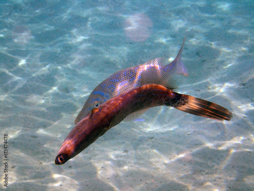 Scrawled Filefish (Aluterus scriptus) fish photo