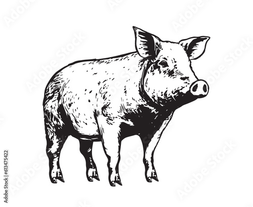 Pig hand drawn illustrations, vector.