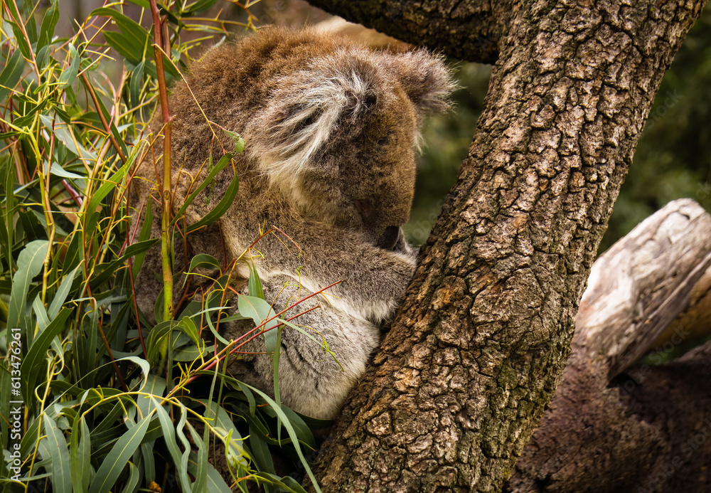 Obraz premium Sleeping Koala Taken At Moonlit Sanctuary