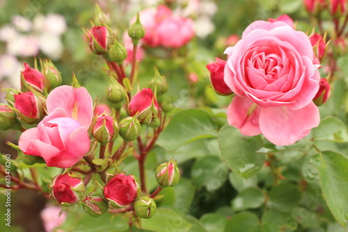 Fototapeta Naklejka Na Ścianę i Meble -  garden rose