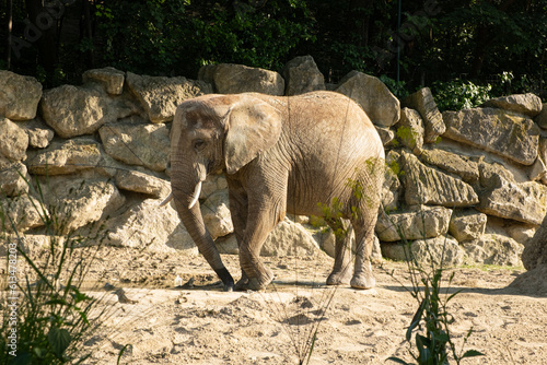 An African elephant in a European zoo walks around the territory